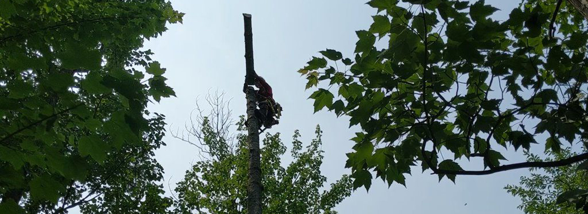 Faites appel à des arboriculteurs certifiés