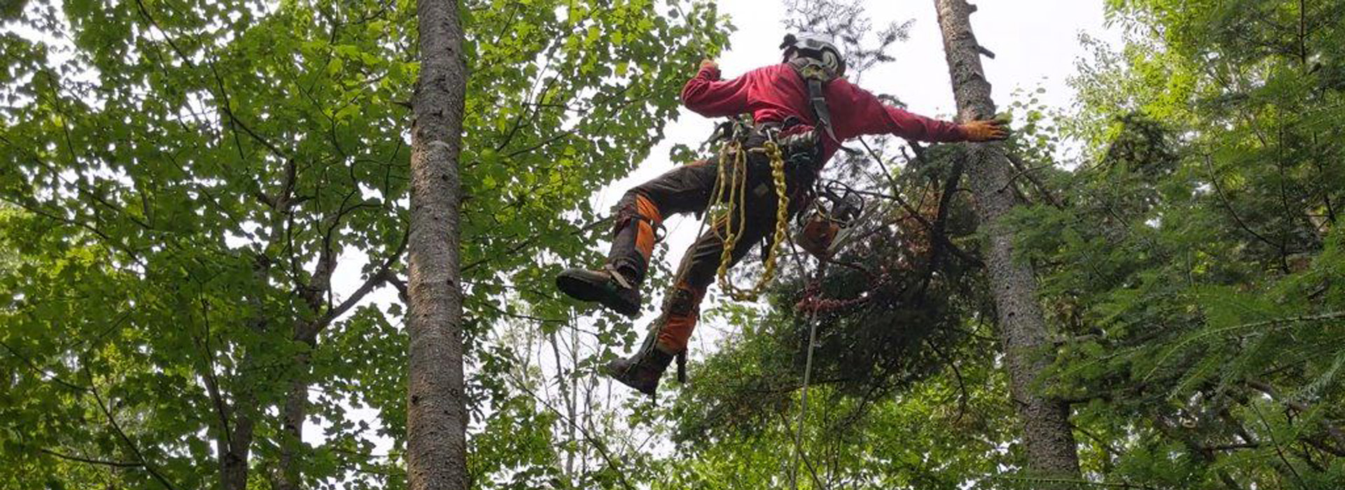 Faites appel à des arboriculteurs certifiés