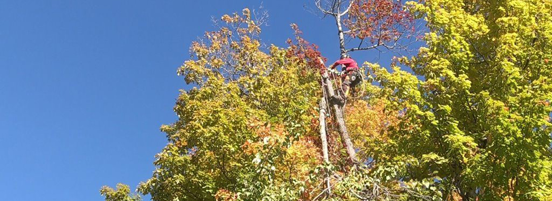 Faites appel à des arboriculteurs certifiés